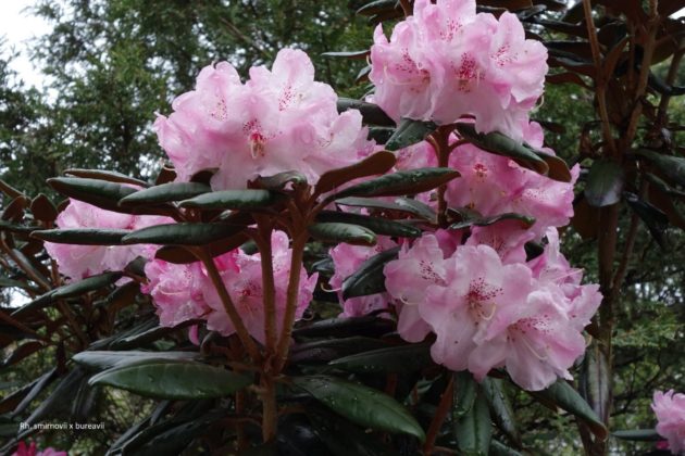 Rhododendron foreningen